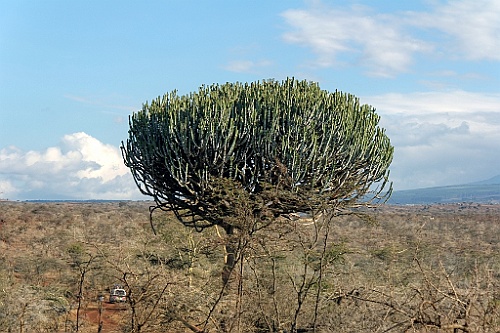 Kenia (55)